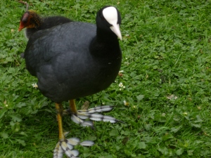 The strange windmill-footed bird, with its baby