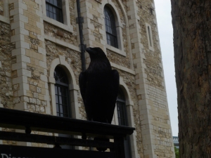 A Raven in the Tower of London