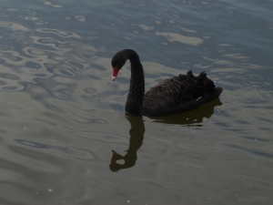 Dodo the black swan